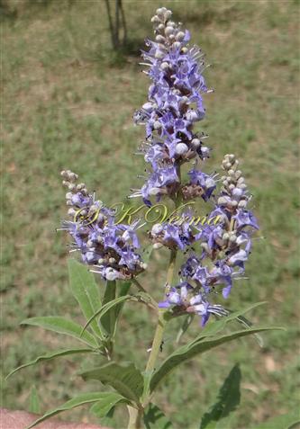  Inflorescence